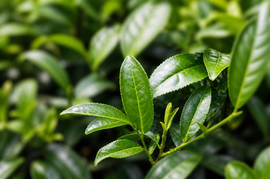 Tea Picking