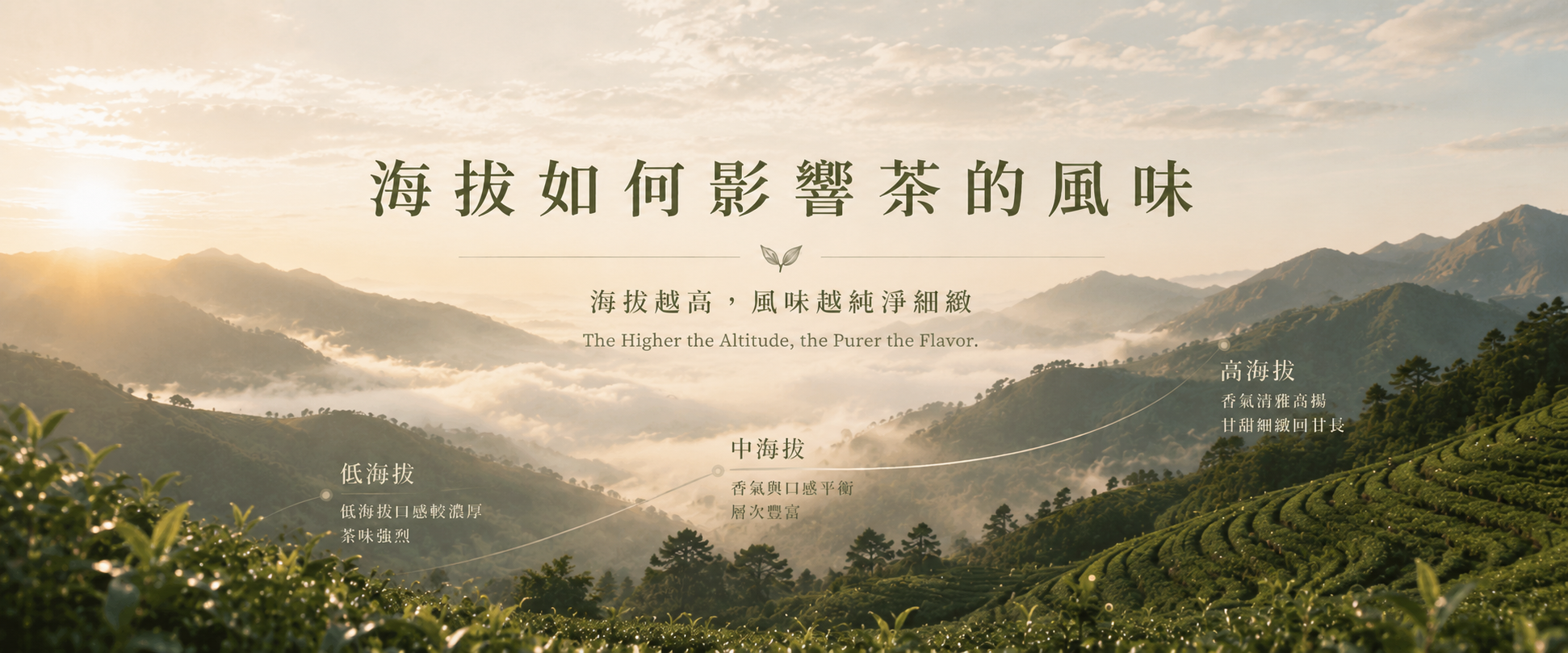 海拔如何影響茶的風味